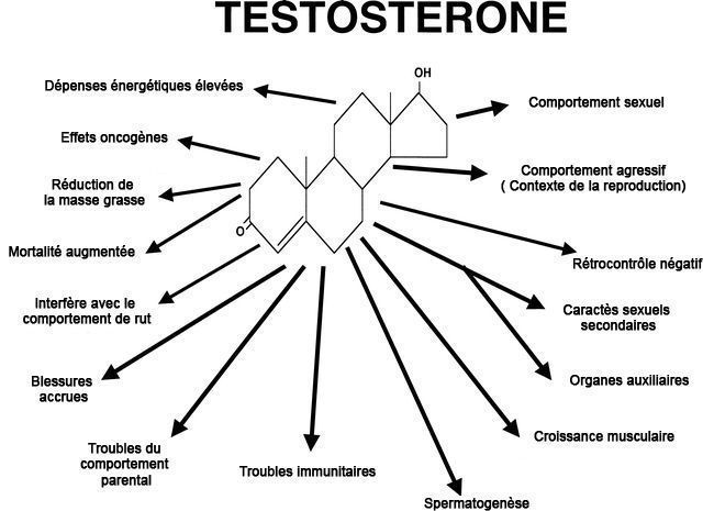 Protestosterone